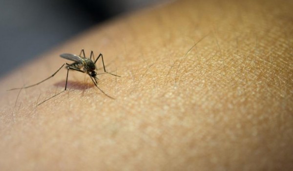 Surtos de dengue aumentam nas Américas. Brasil já registra mais de 2 milhões de casos - Equipe Medscape  24 de julho de 2023